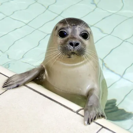 In De Koog Near The Sea * Westermient