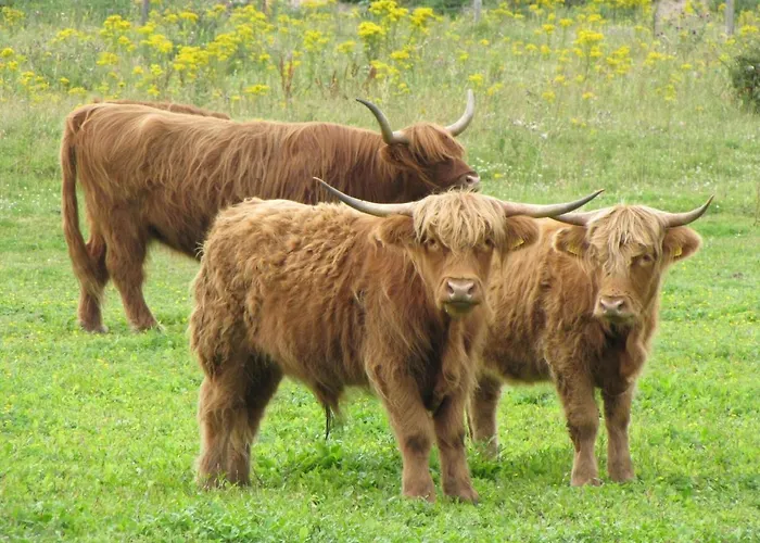 In De Koog Near The Sea Дом отдыха Westermient