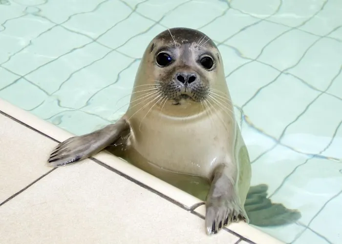 In De Koog Near The Sea * Westermient