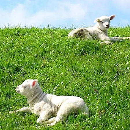 In De Koog Near The Sea